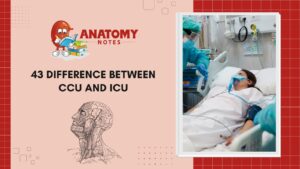 43 Difference Between CCU and ICU