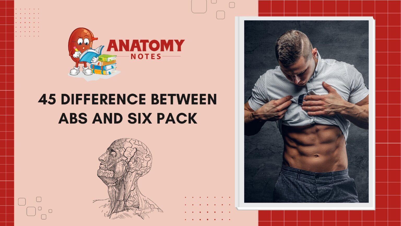 abs vs six pack Archives - Anatomy Notes