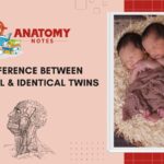 Fraternal and Identical Twins