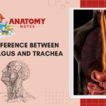 Esophagus and Trachea