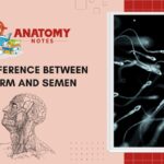 31 Difference between Sperm and Semen