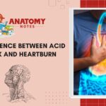 38 Difference between Acid Reflux and Heartburn