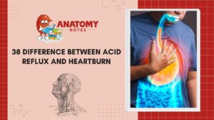 Acid Reflux and Heartburn