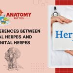 38 Differences between Oral Herpes and genital Herpes