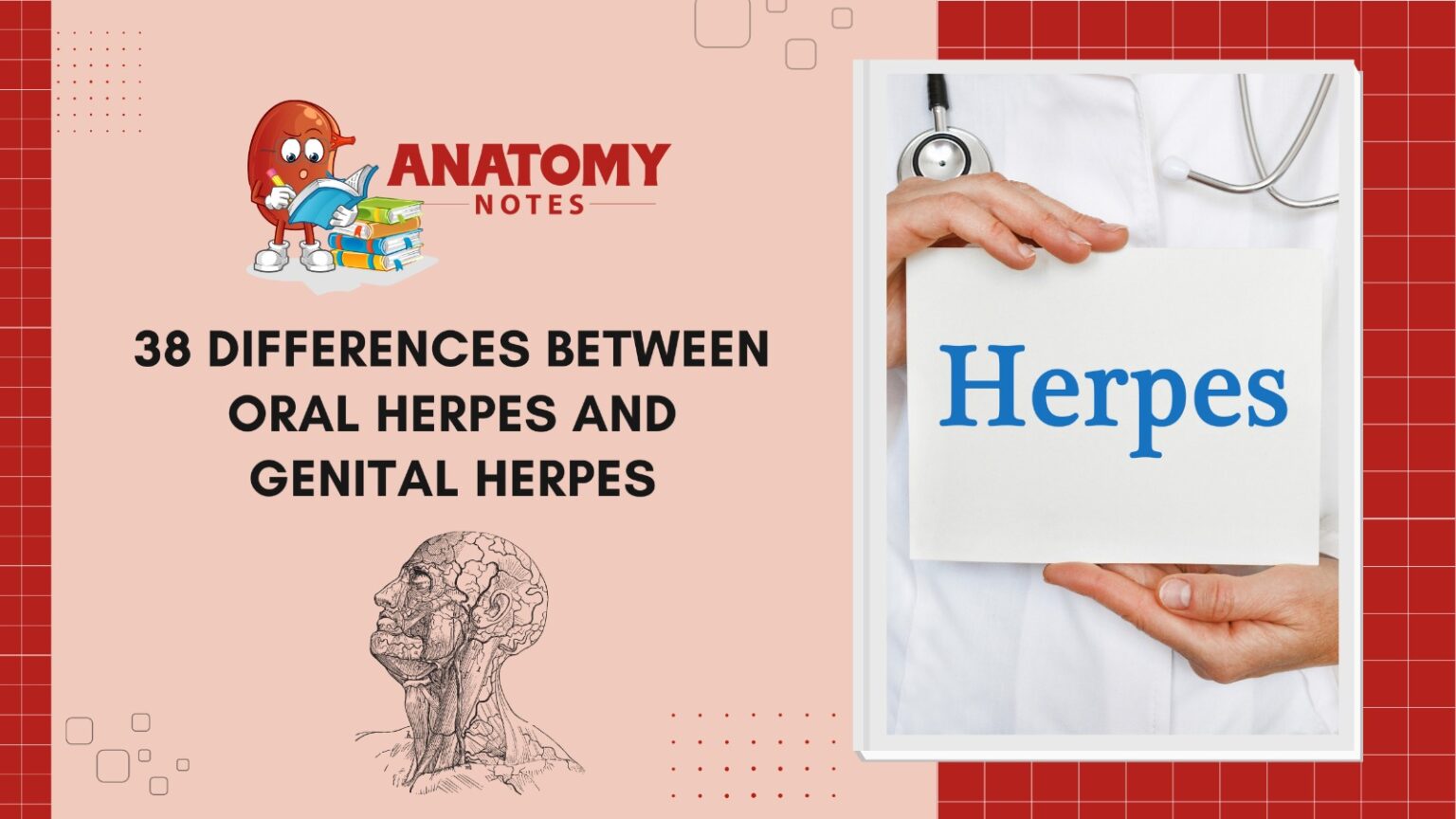 38 Differences Between Oral Herpes And Genital Herpes   38 Differences Between Oral Herpes And Genital Herpes 1536x864 