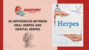 38 differences between oral herpes and genital herpes
