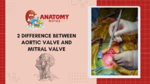 Aortic Valve and Mitral Valve