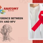 43 Difference between HIV and HPV