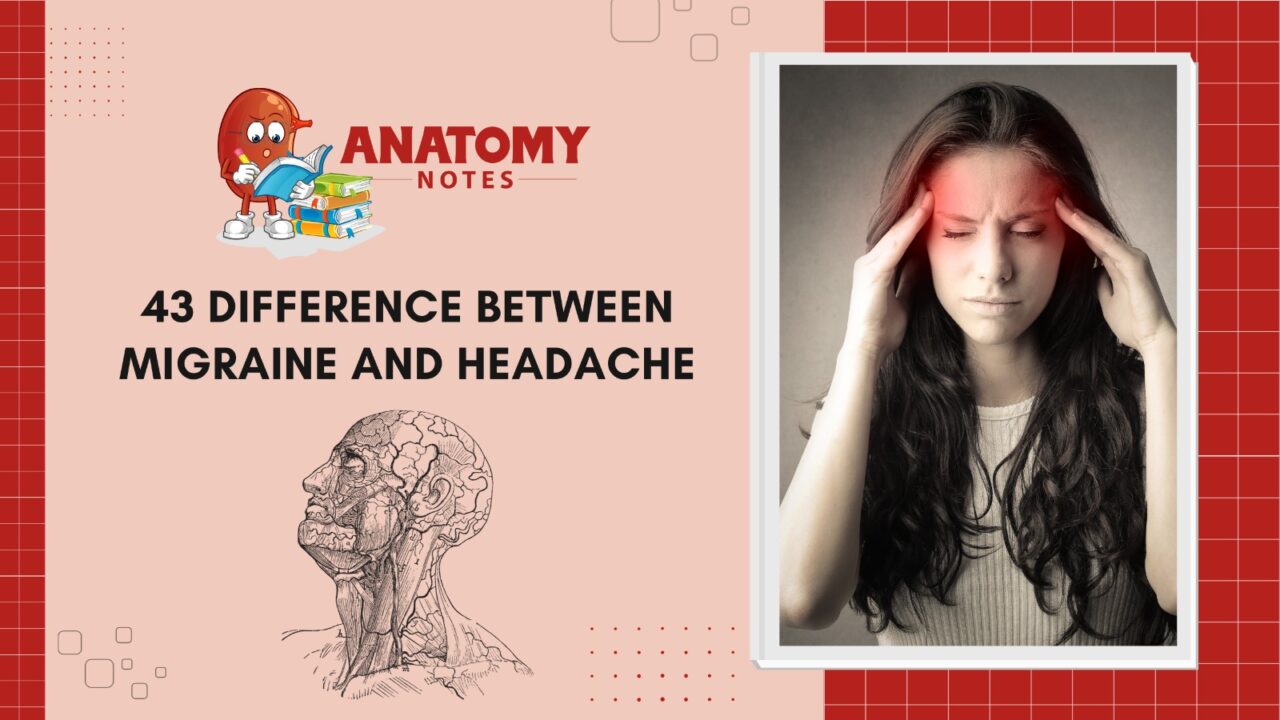 difference between migraine and tension headache Archives - Anatomy Notes