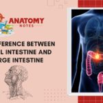 Small Intestine and Large Intestine