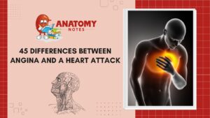 angina and heart attack