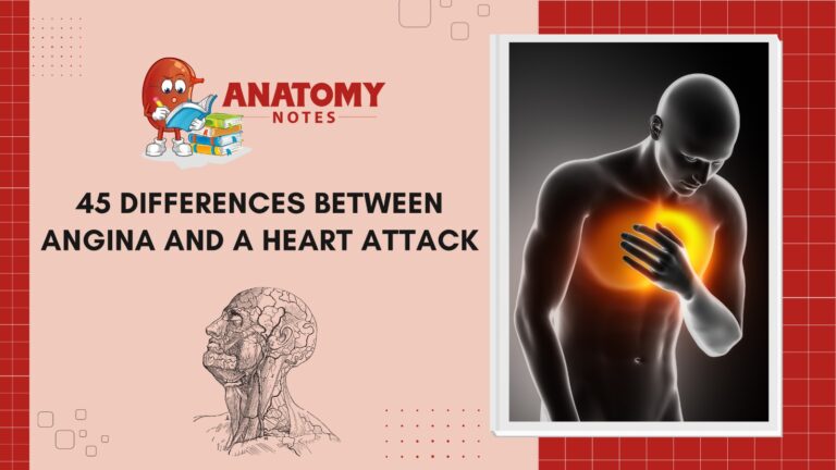 difference between angina and heart attack symptoms Archives - Anatomy ...