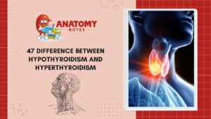 Hypothyroidism and Hyperthyroidism