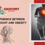 47 Difference between Overweight and Obesity