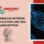 47 Differences between DNA Replication and DNA Transcription
