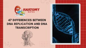 DNA Replication and DNA Transcription