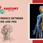 31 Difference Between CNS and PNS