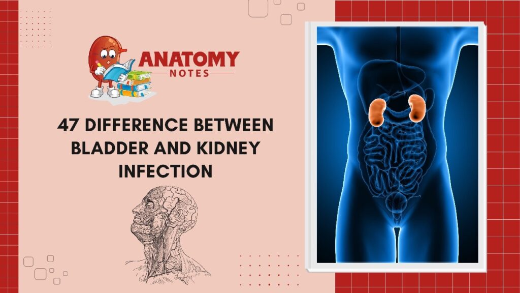 10-symptoms-of-a-bladder-infection