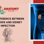 47 Difference Between Bladder and Kidney Infection