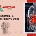 Abdomen - A Comprehensive Guide