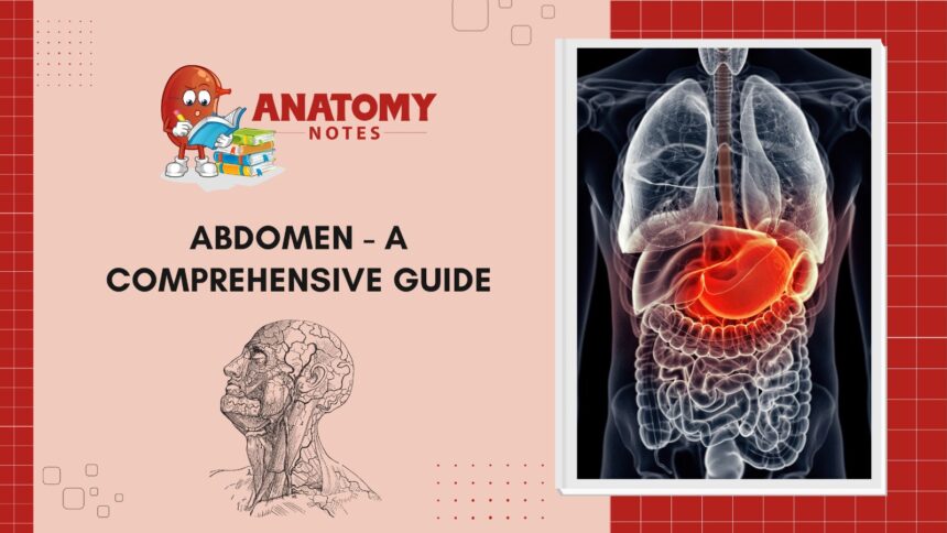 Abdomen - A Comprehensive Guide