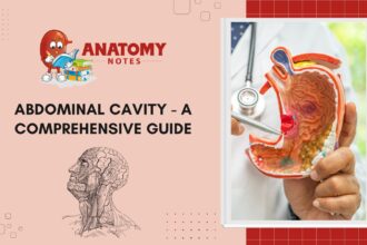 Abdominal Cavity - A Comprehensive Guide