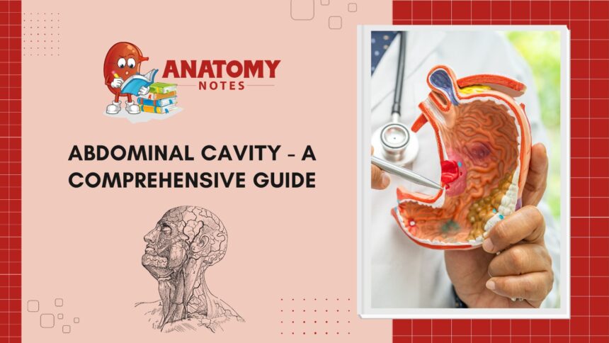 Abdominal Cavity - A Comprehensive Guide