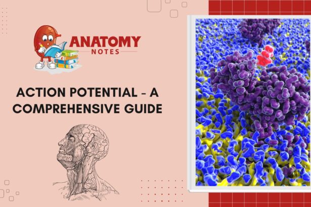 Action Potential - A Comprehensive Guide