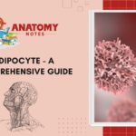 Adipocyte - A Comprehensive Guide