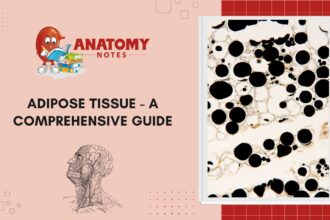 Adipose Tissue - A Comprehensive Guide