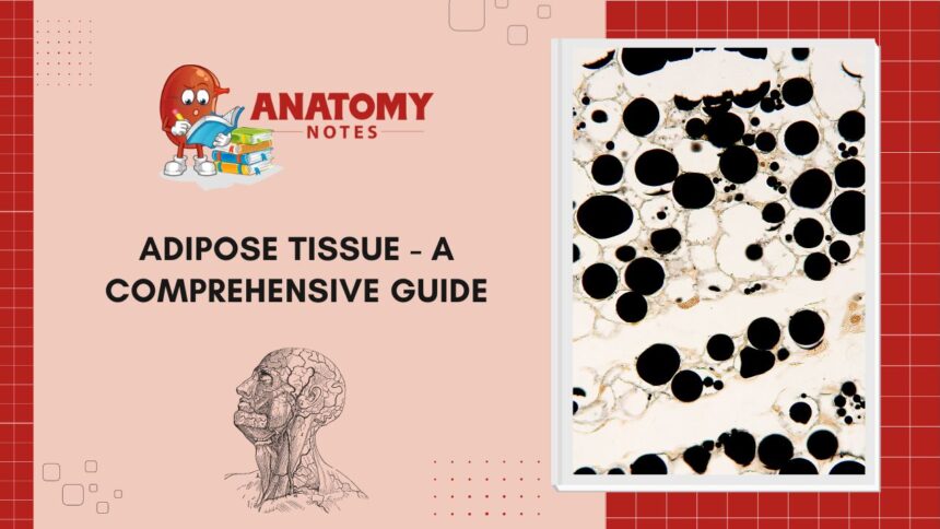 Adipose Tissue - A Comprehensive Guide