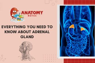 Adrenal Gland - A Comprehensive Guide