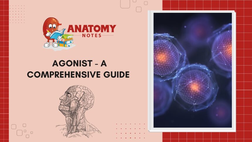 Agonist - A Comprehensive Guide