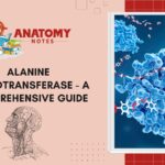 Alanine Aminotransferase - A Comprehensive Guide