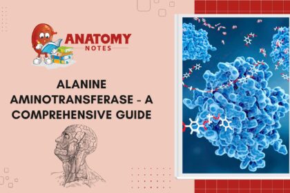 Alanine Aminotransferase - A Comprehensive Guide