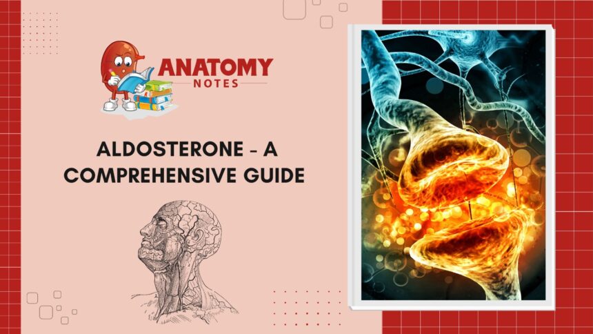 Aldosterone - A Comprehensive Guide
