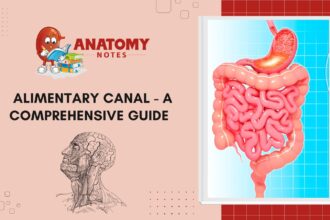 Alimentary Canal - A Comprehensive Guide