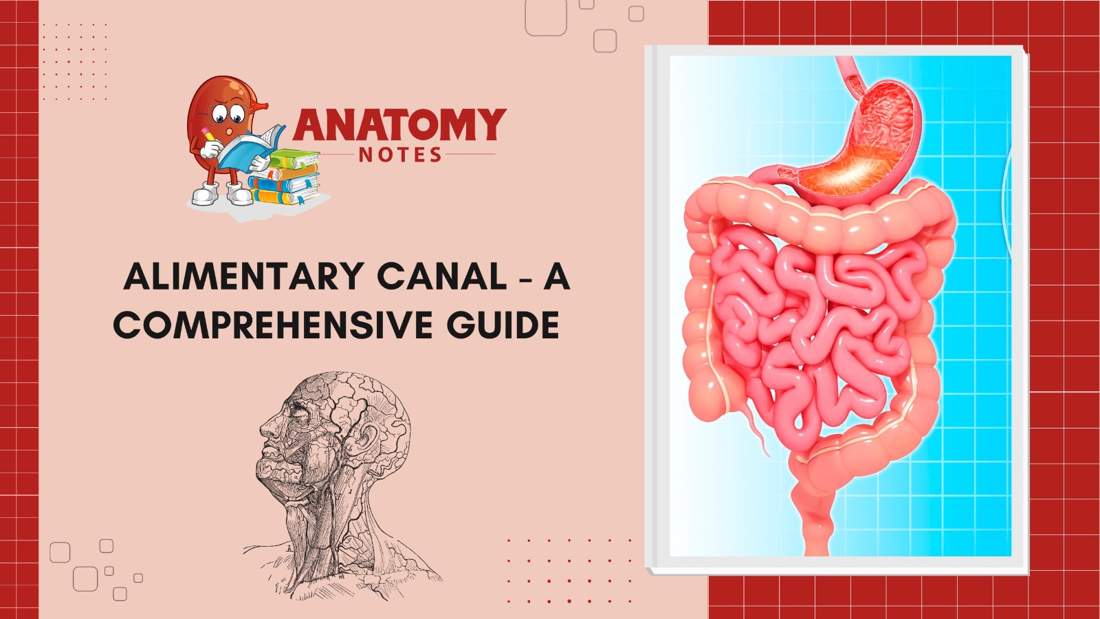 Alimentary Canal - A Comprehensive Guide