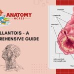 Allantois - A Comprehensive Guide