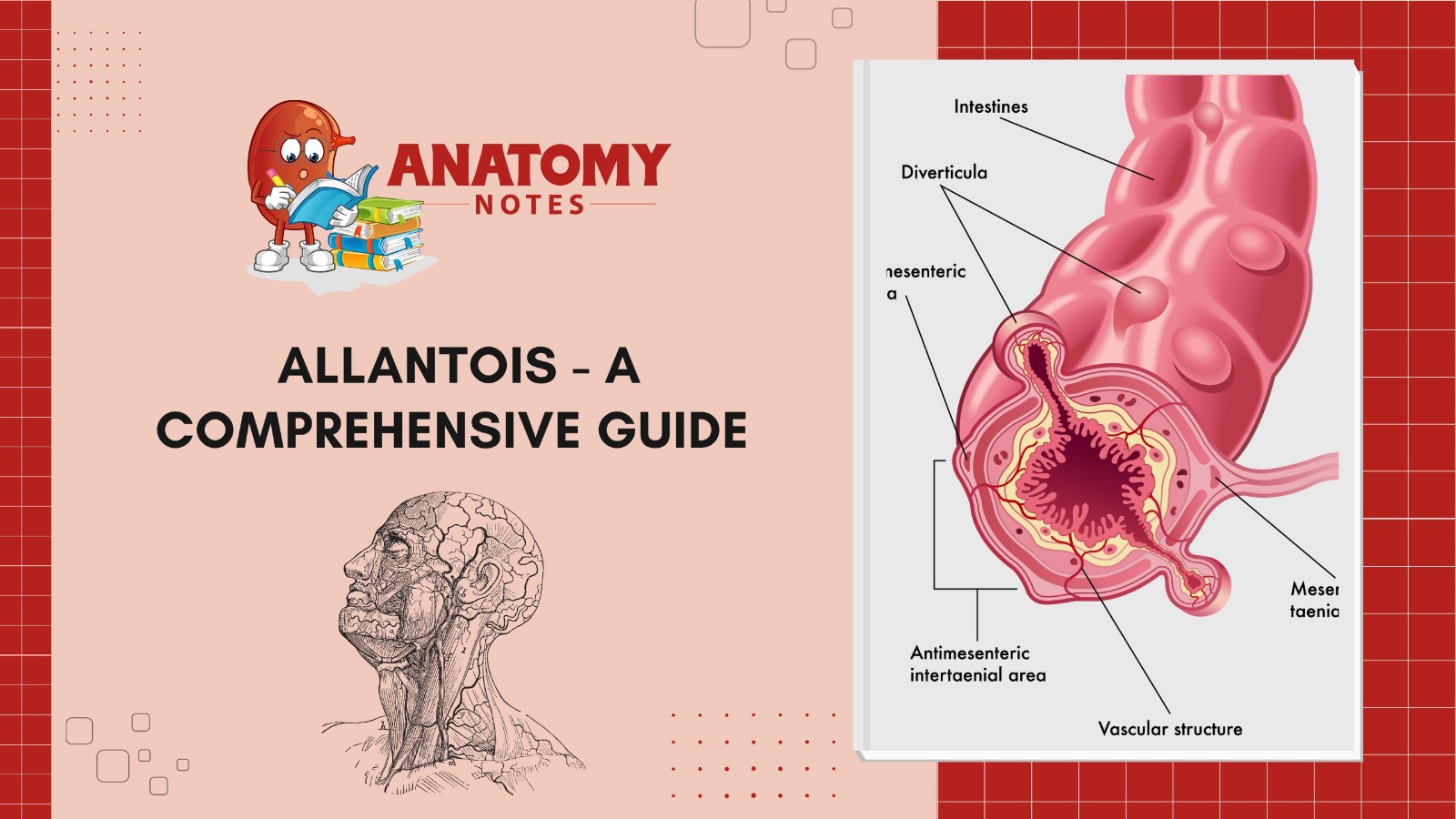 Allantois A Comprehensive Guide   Allantois A Comprehensive Guide 