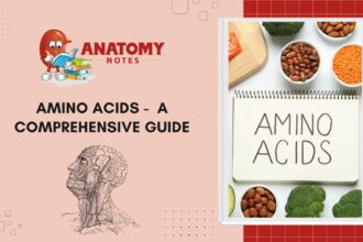 Amino Acids -  A Comprehensive Guide