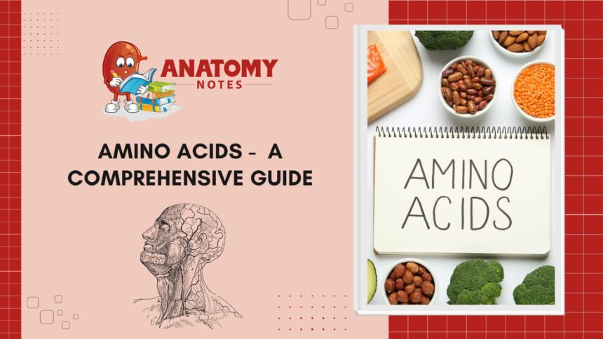 Amino Acids -  A Comprehensive Guide