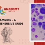 Amnion - A Comprehensive Guide