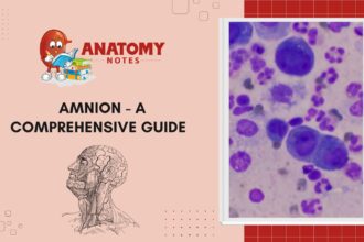Amnion - A Comprehensive Guide