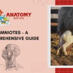 Amniotes - A Comprehensive Guide