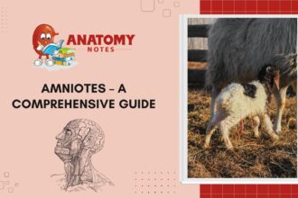 Amniotes - A Comprehensive Guide