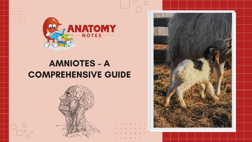 Amniotes - A Comprehensive Guide