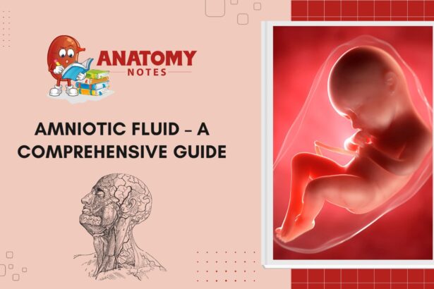 Amniotic Fluid - A Comprehensive Guide