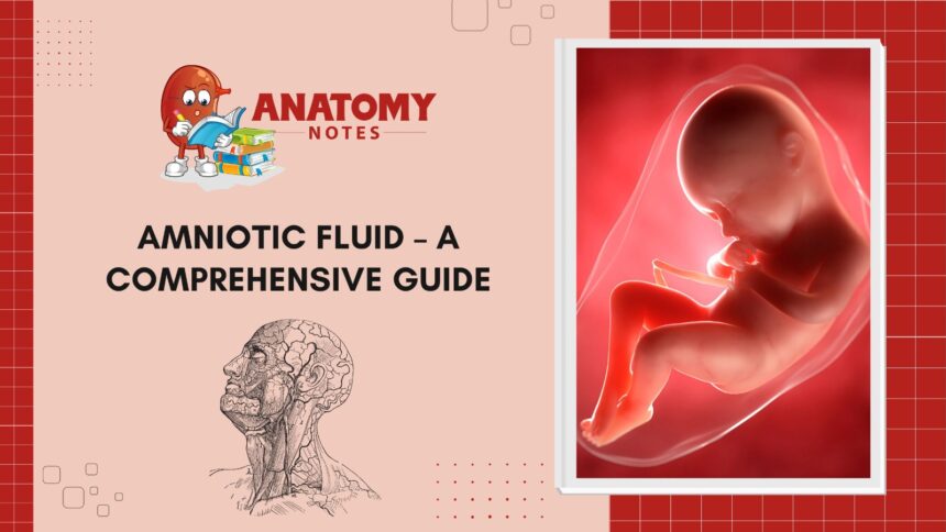 Amniotic Fluid - A Comprehensive Guide