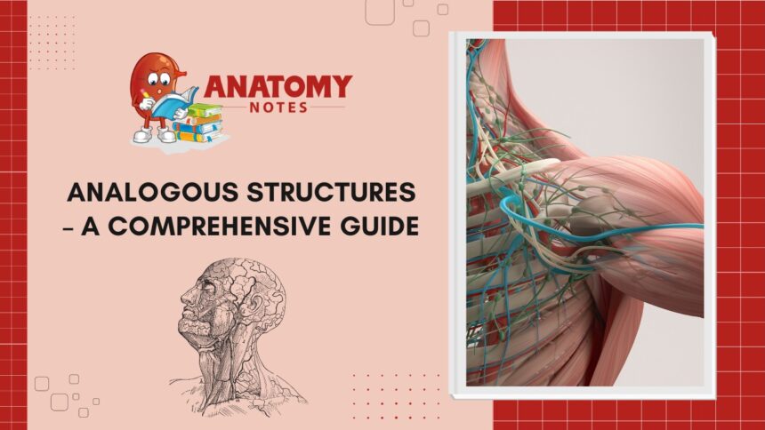 Analogous Structures - A Comprehensive Guide